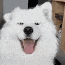 Animated GIF showing a happy dog and highlighting the collaborative and personalized nature of PerkSweet's group cards.